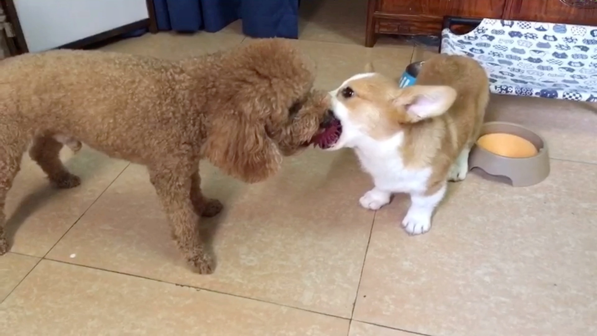 这两只狗笑了我亿秒