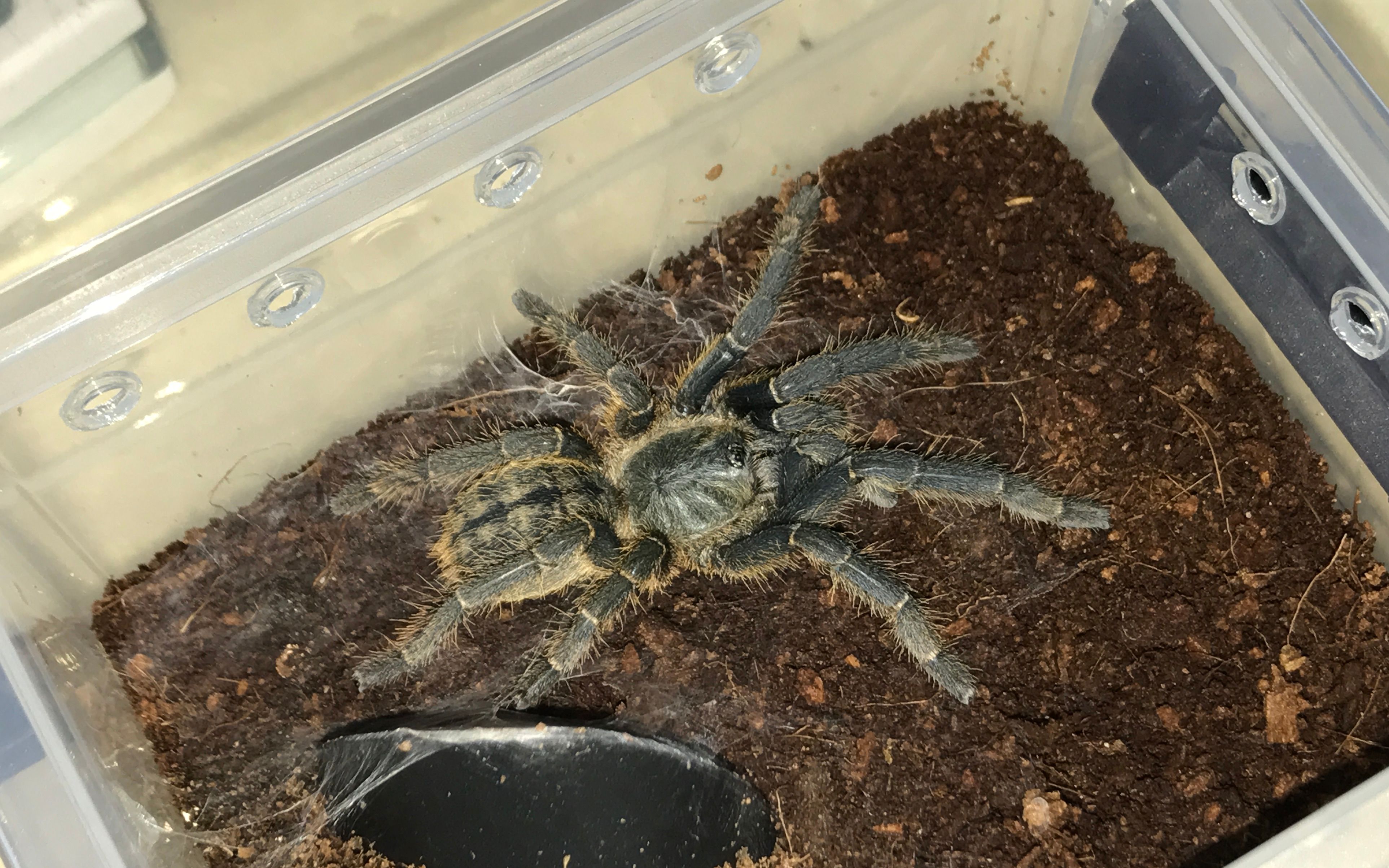 捕鸟蛛喂食日常,凶猛的蓝哥斑