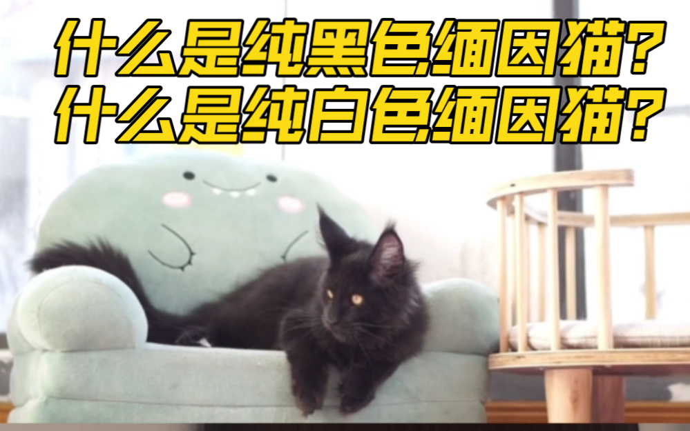 科普帖:什么是纯黑色缅因猫?什么是纯白色缅因猫?哔哩哔哩bilibili