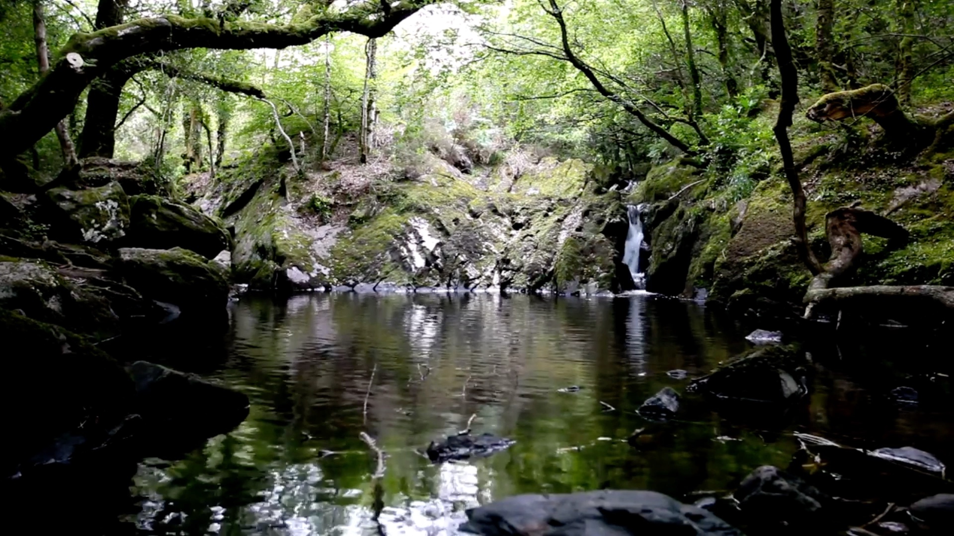 大自然录音师傍晚密林小溪的流水声和风拂过水面的声音