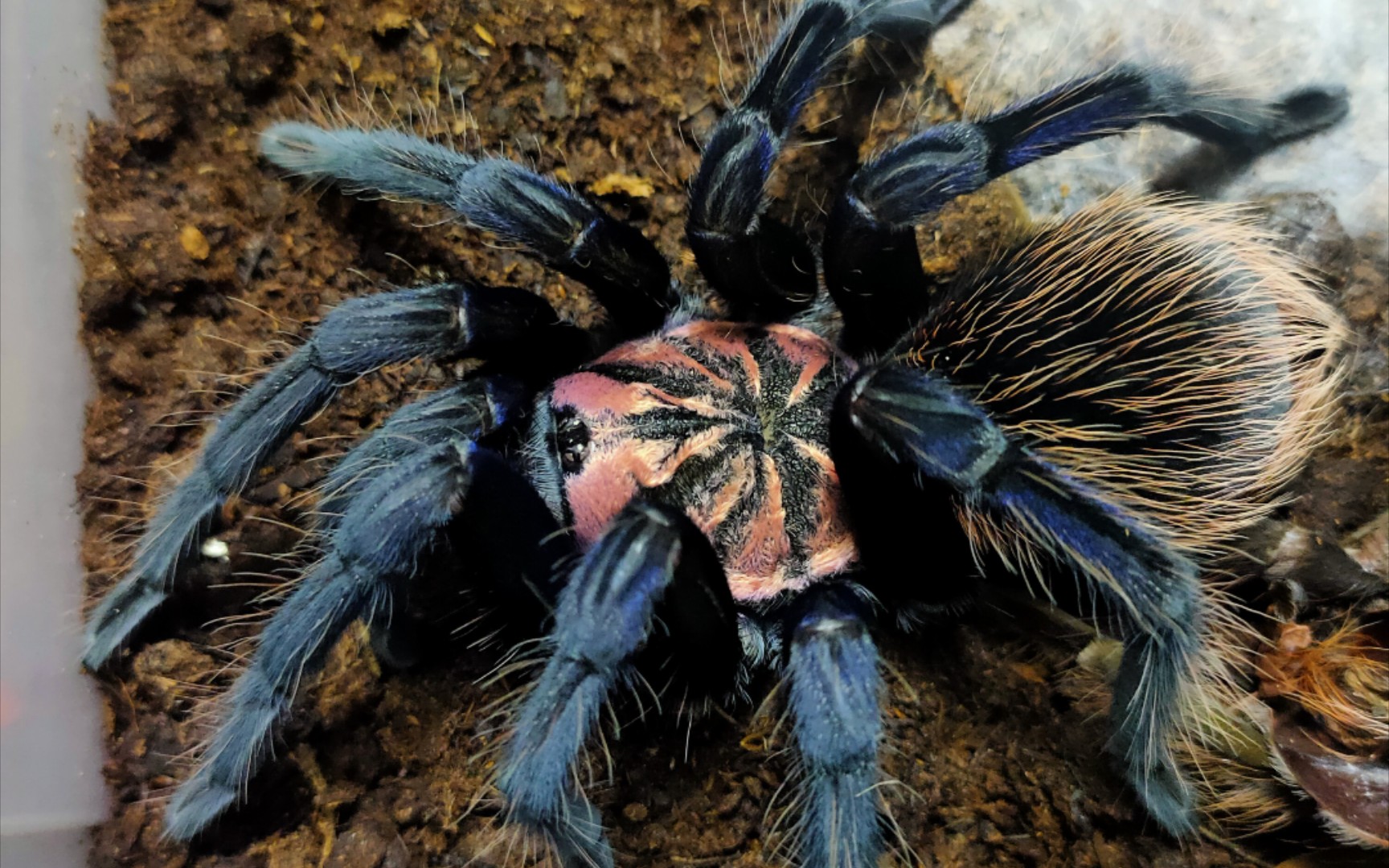 【梦幻蓝镭射】大蜘蛛蜕皮全过程