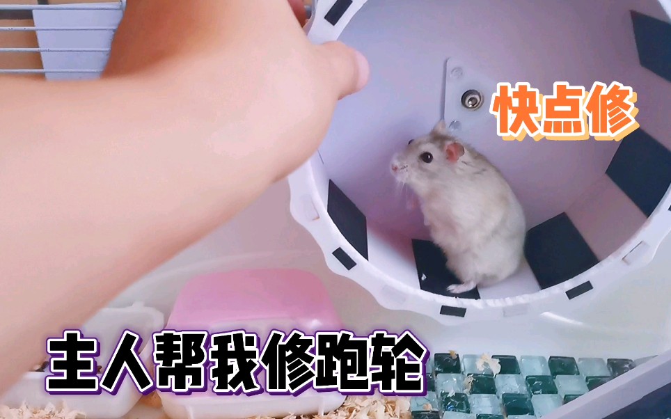 仓鼠日常趣事今天和跑轮杠上了跑不动找主人帮忙才发现坏了