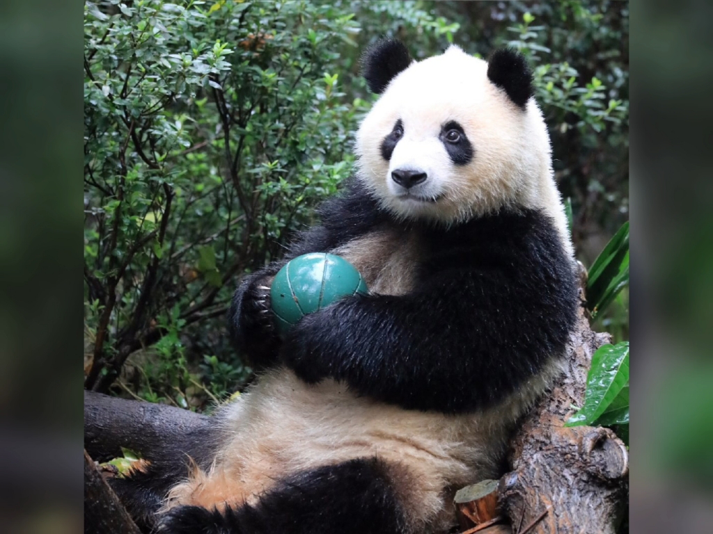 熊猫界的天线宝宝-奇一