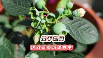 下载视频: 原本只是种些草莓玩玩，一不小心误入蓝莓坑！