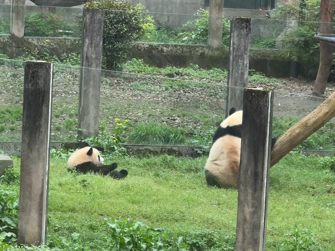 都说莽小五没有一顿打是白挨的!莽小五跳起来和莽仔对打也太好笑了!哔哩哔哩bilibili