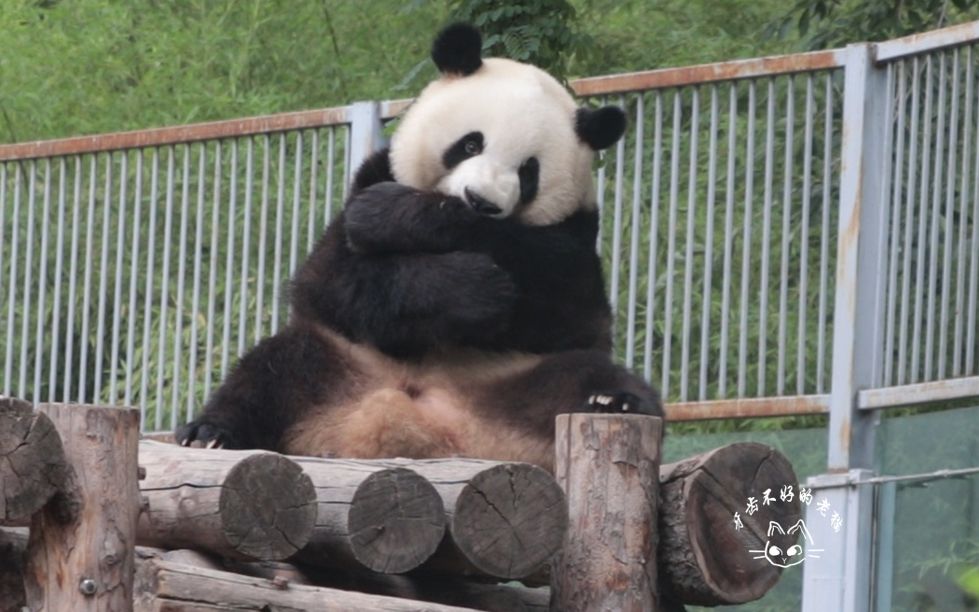 么么儿小可爱之二十六凶萌煤气罐