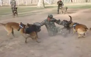 Скачать видео: 一年被扑咬两万多次，他把军犬训得像狼