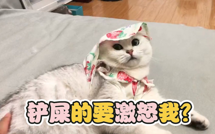 吃不胖的馒头直播之如何激怒猪咪哔哩哔哩bilibili