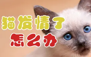 Скачать видео: 猫发情了怎么办