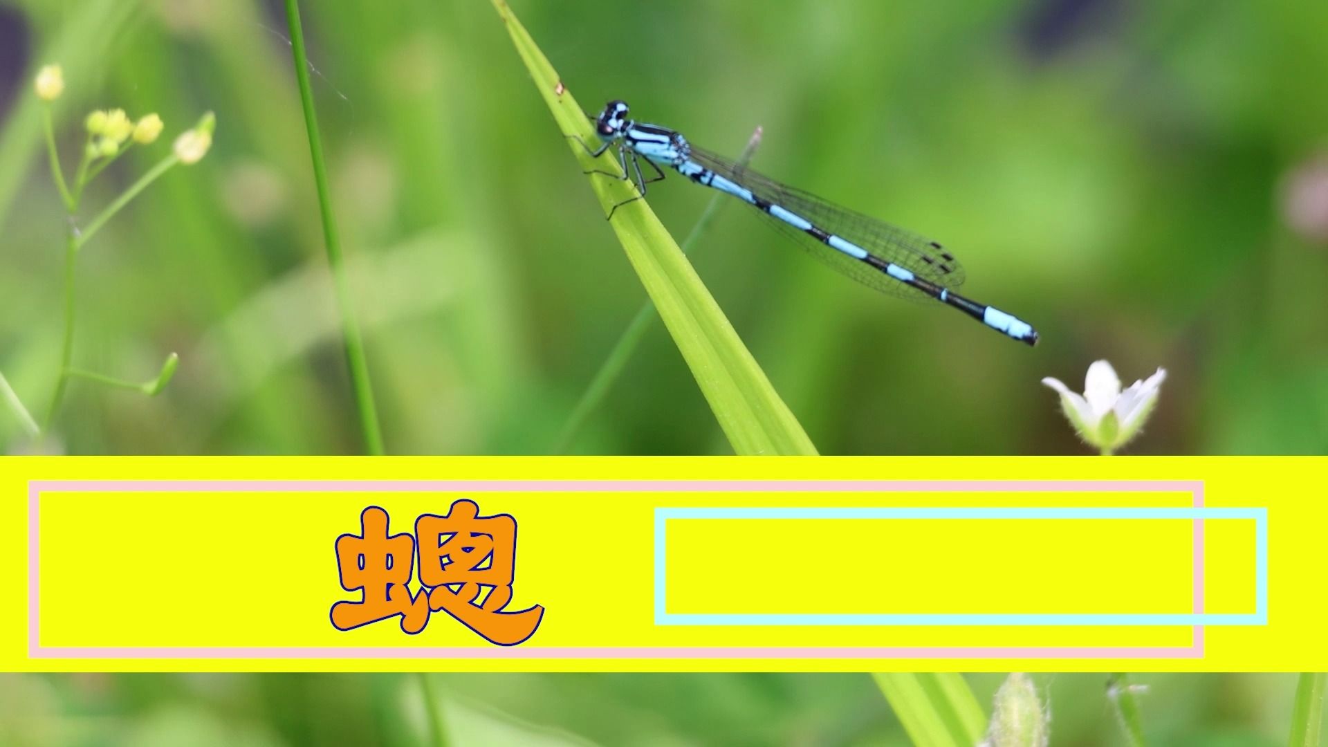 它的名字叫"蟌",人们也称它为豆娘.