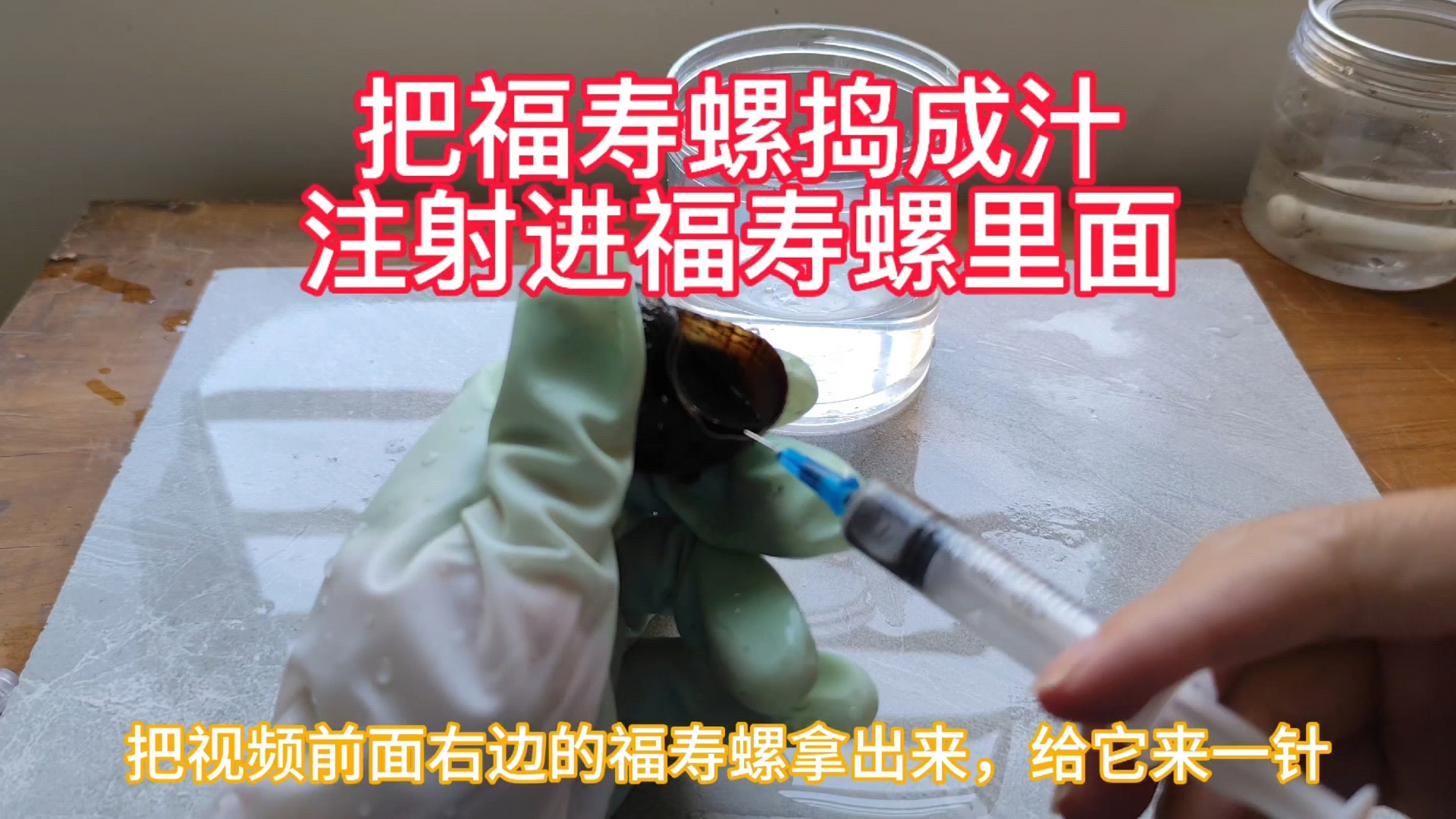 把福寿螺捣成汁,注射进另外一只福寿螺身体里,会有什么反应?哔哩哔哩bilibili