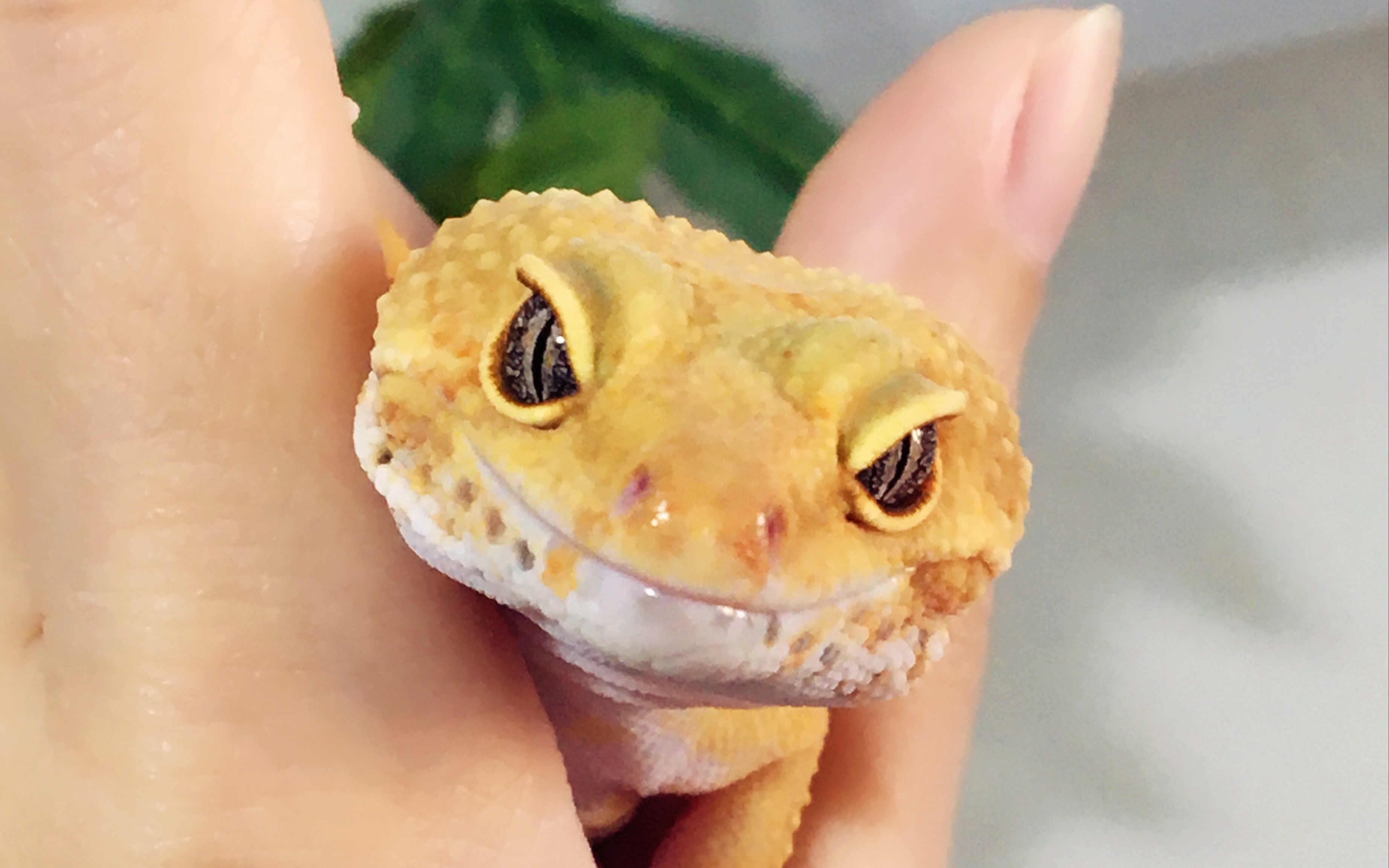 「豹纹守宫」您的小可爱正在向您跑来