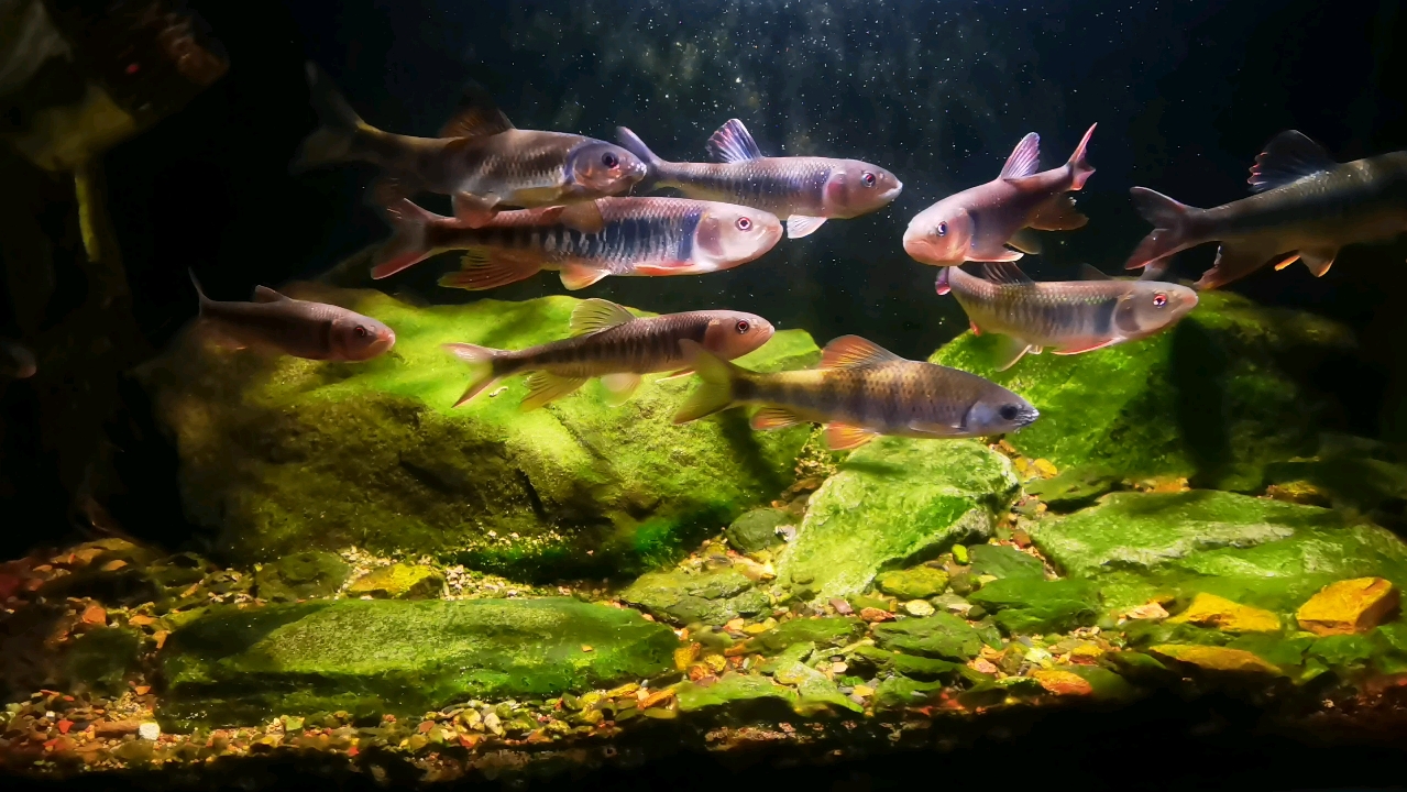 一个半月没打理的马口状态依旧很好!