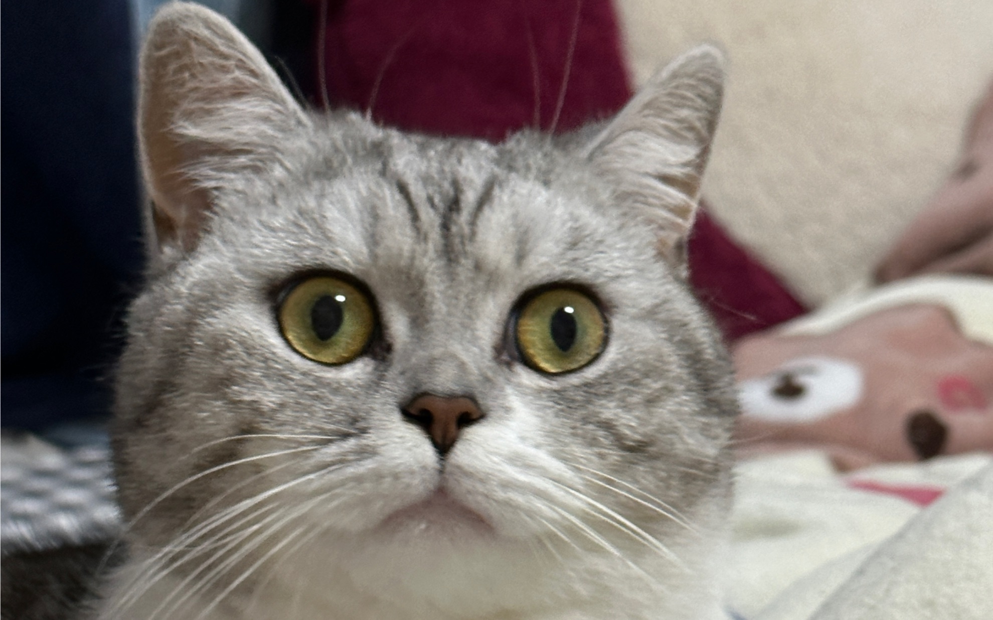 震惊!小猫咪居然会自己自拍