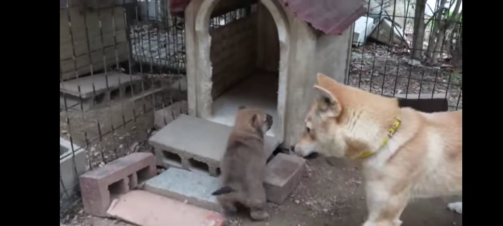 [图]日本人所说的山阴柴犬，柴犬培育过程中的一个品种，和田园犬几乎一模一样