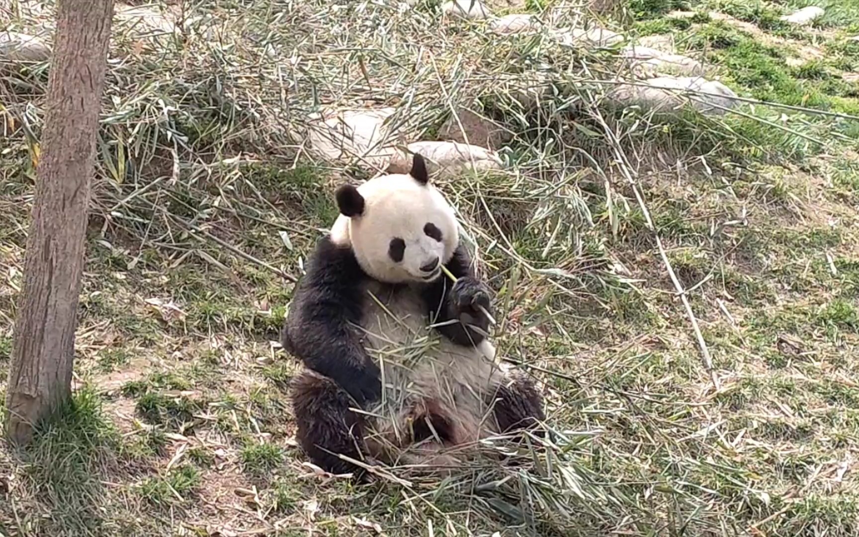 [图]小馨馨生物钟发动，走来走去等开门，炫了一根竹竿又去等门了。