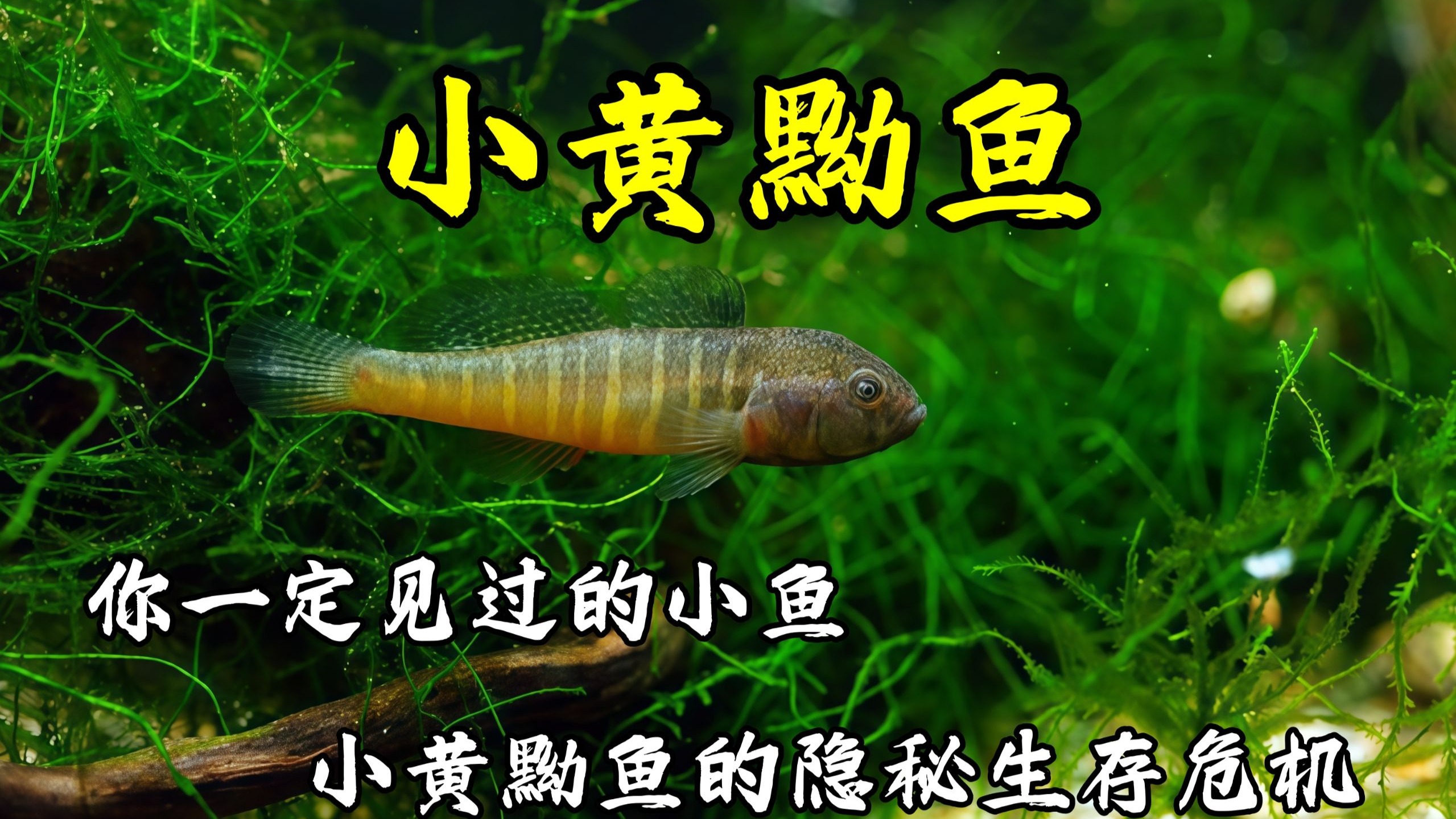 你一定见过的小鱼,小黄黝鱼的隐秘生存危机