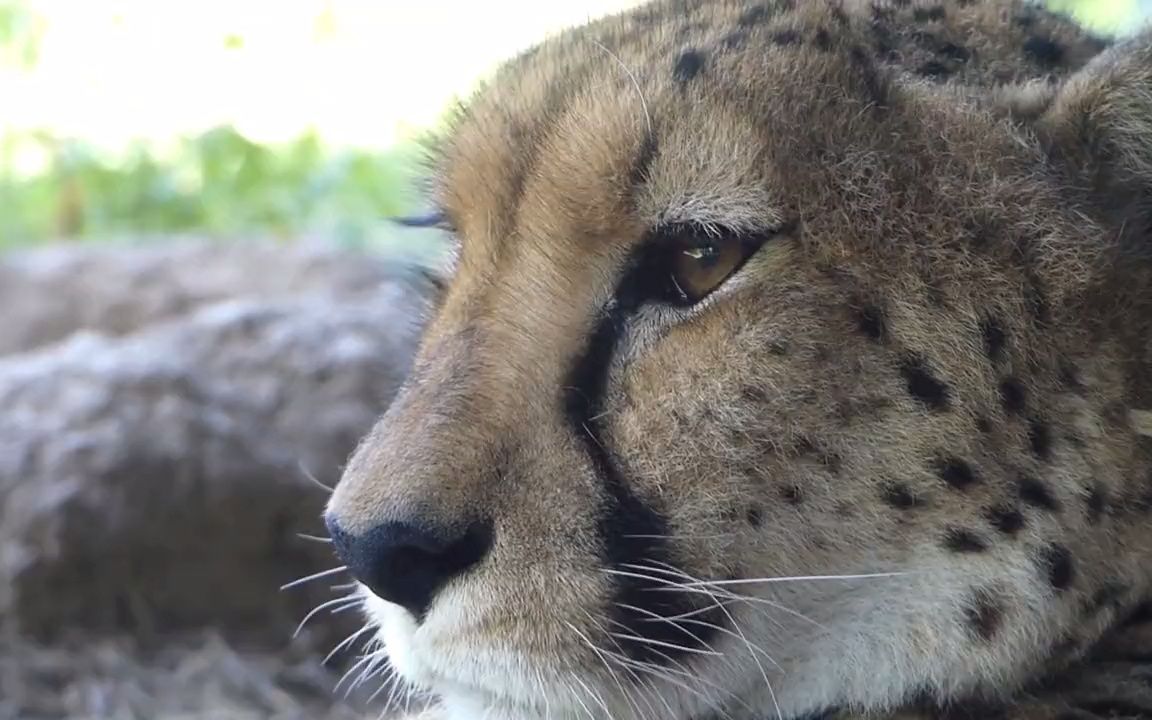 【猎豹】近距离看一只美丽豹豹_哔哩哔哩_bilibili