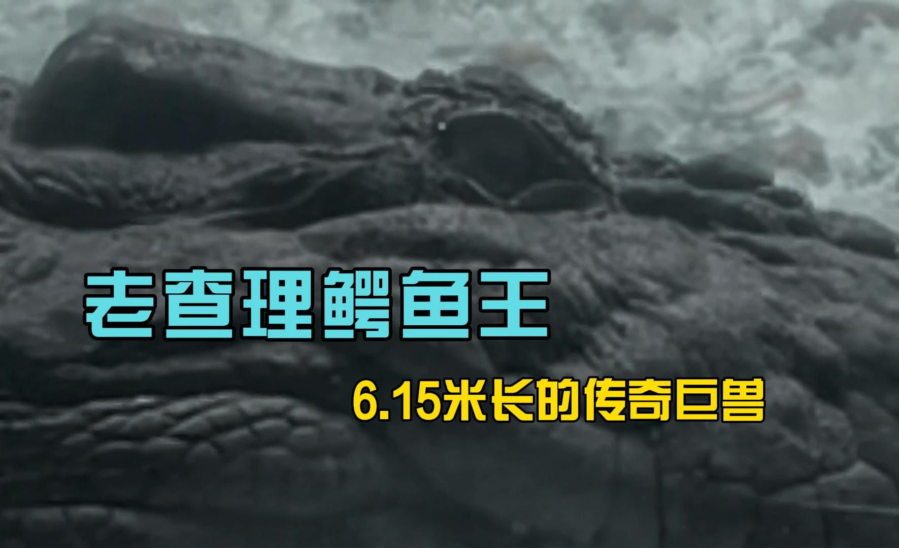 [图]老查理鳄鱼王：6.15米长的传奇巨兽！