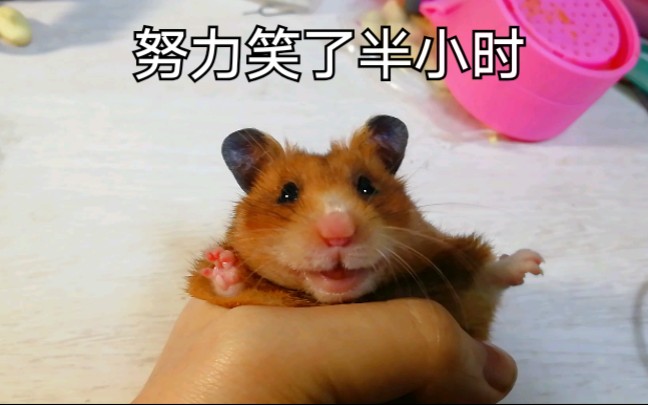 活动作品金丝熊想看仓鼠笑的可以进来了