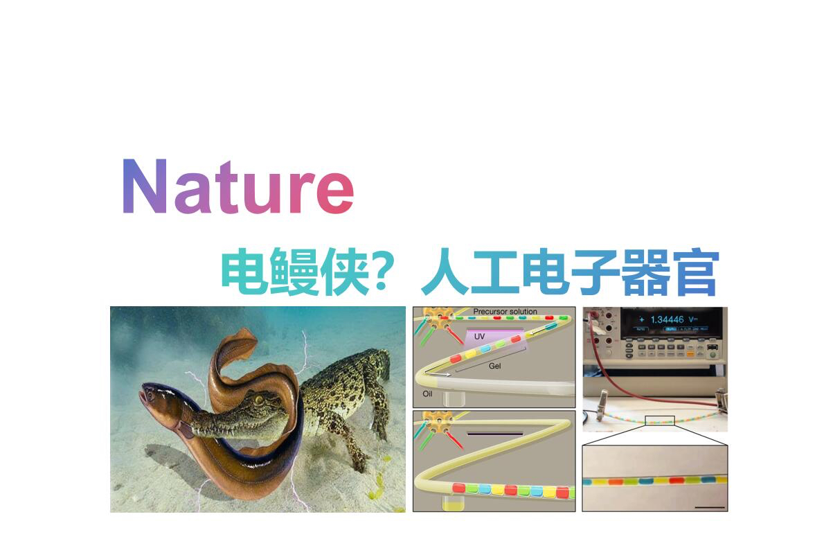 【Nature】电鳗启发的水凝胶软电源(罗光强)哔哩哔哩bilibili