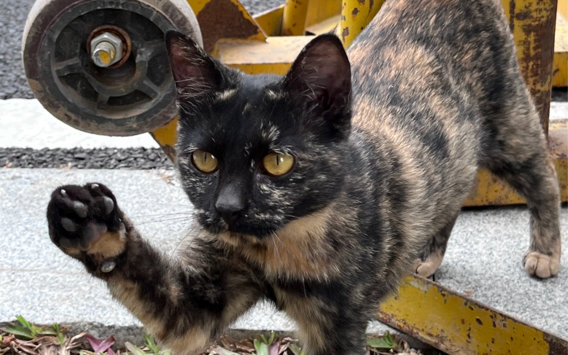 中山大学深圳东花园流浪猫——新玳瑁"打人"事件