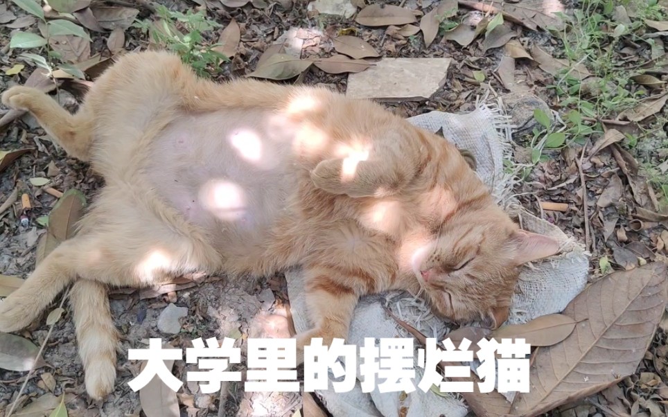 [图]大学里的摆烂猫，行走江湖，全靠摆烂