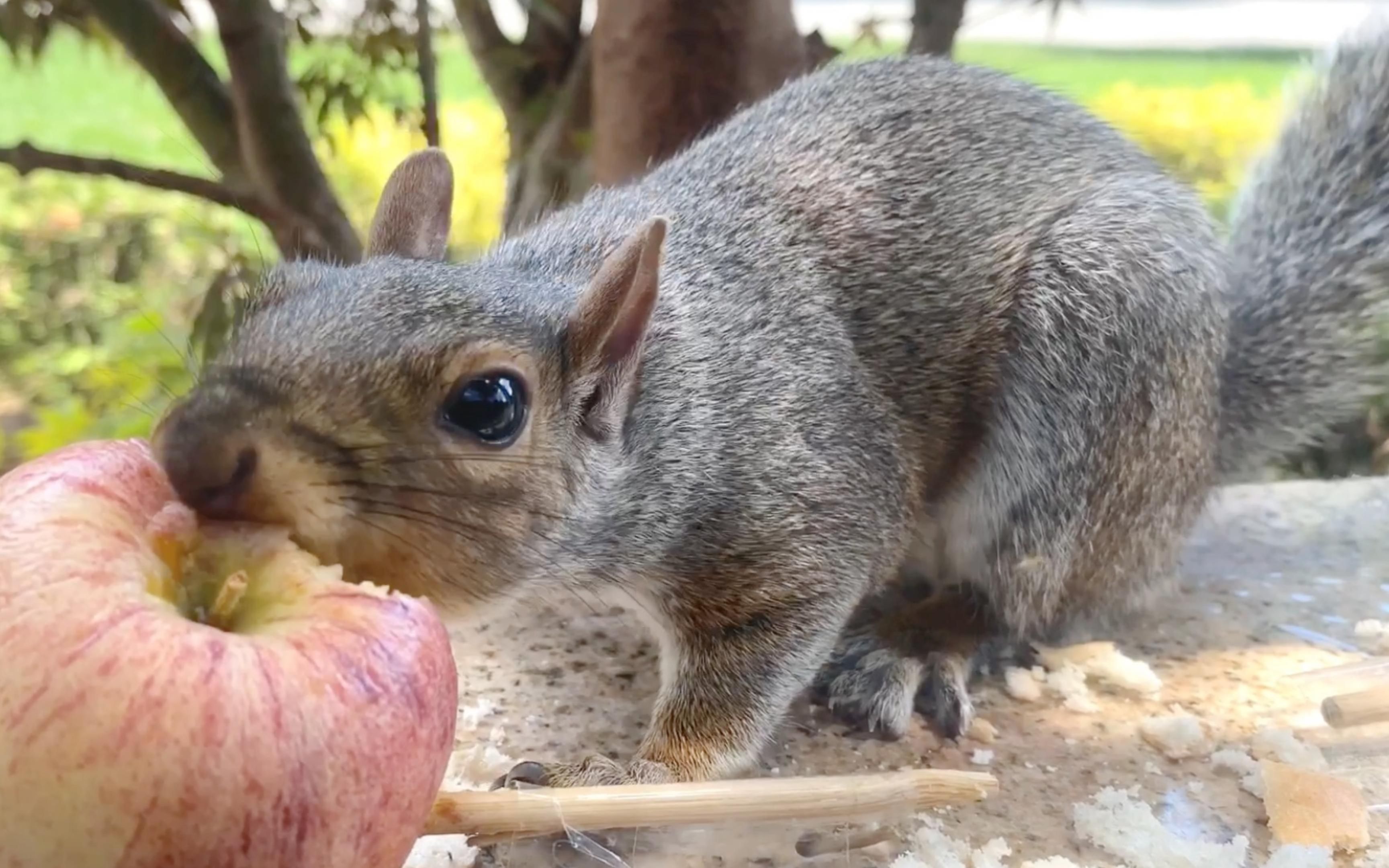 小松鼠在窗台上啃苹果~(高清库存)