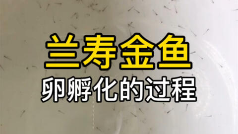 兰寿金鱼繁殖 鱼卵孵化的全过程 原神耽误了我做视频啦 不过贼好玩哈哈哈 哔哩哔哩