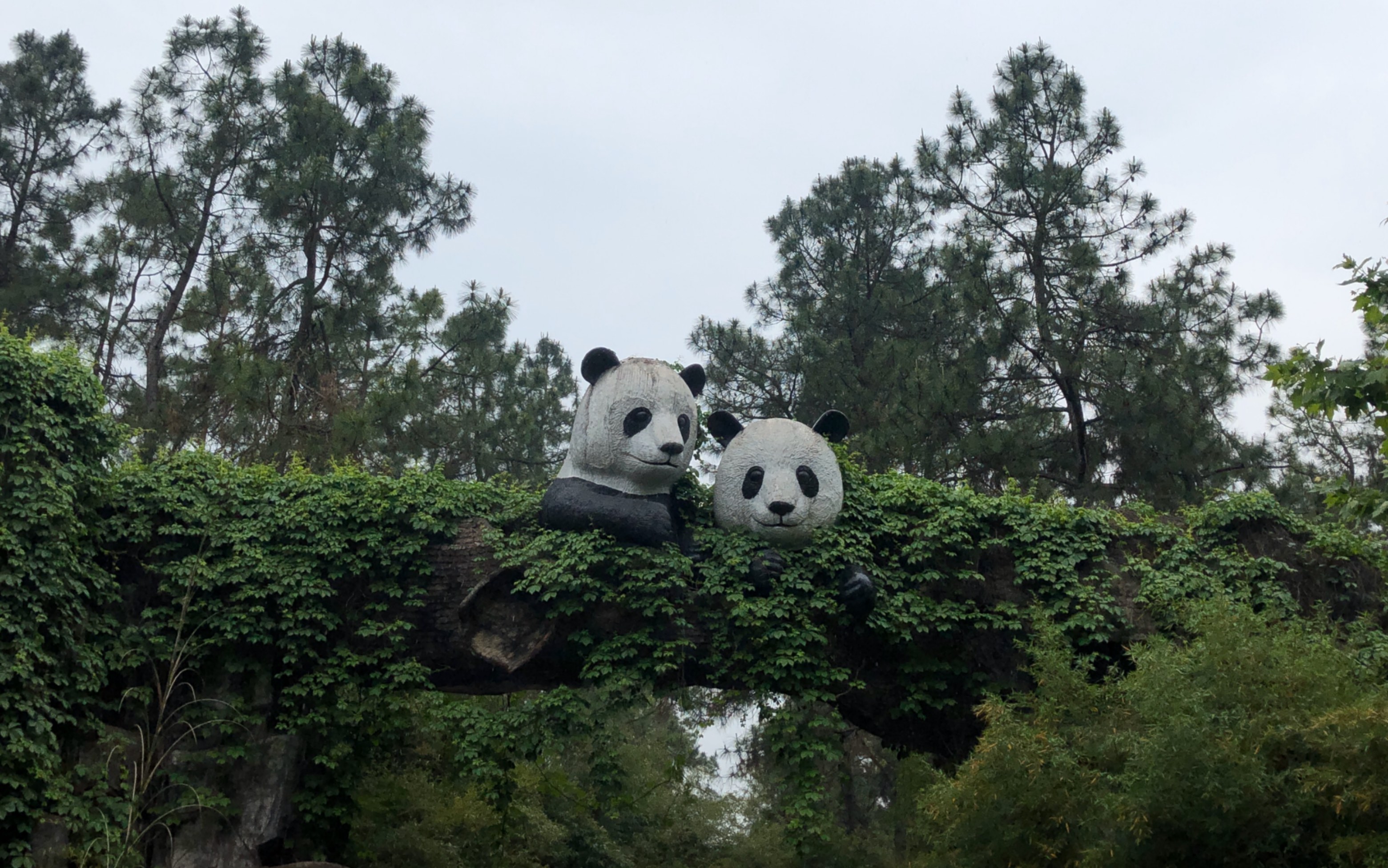 大熊猫 - 在安吉中国竹博会的四只滚滚～～ 不是在吃,就是在睡