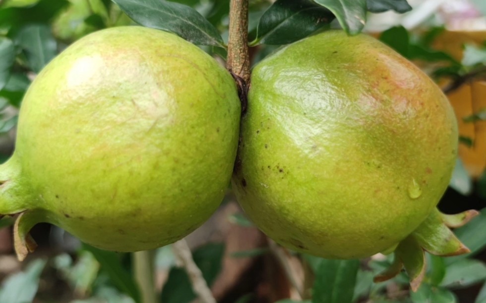 家里的两棵石榴结几个果,一棵硬籽,一棵软籽突尼斯石榴