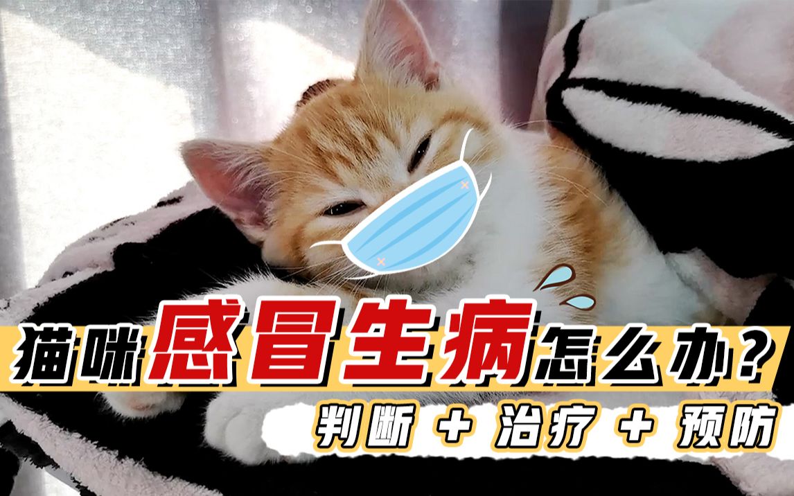 关于猫咪感冒的一些个人经验分享~怎么去判断猫猫感冒,感冒了怎么处理哔哩哔哩bilibili