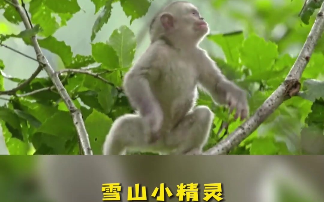 [图]在#云南 遇见生物多样性之美 #奇妙的动物 #522国际生物多样性日 #我家云南美