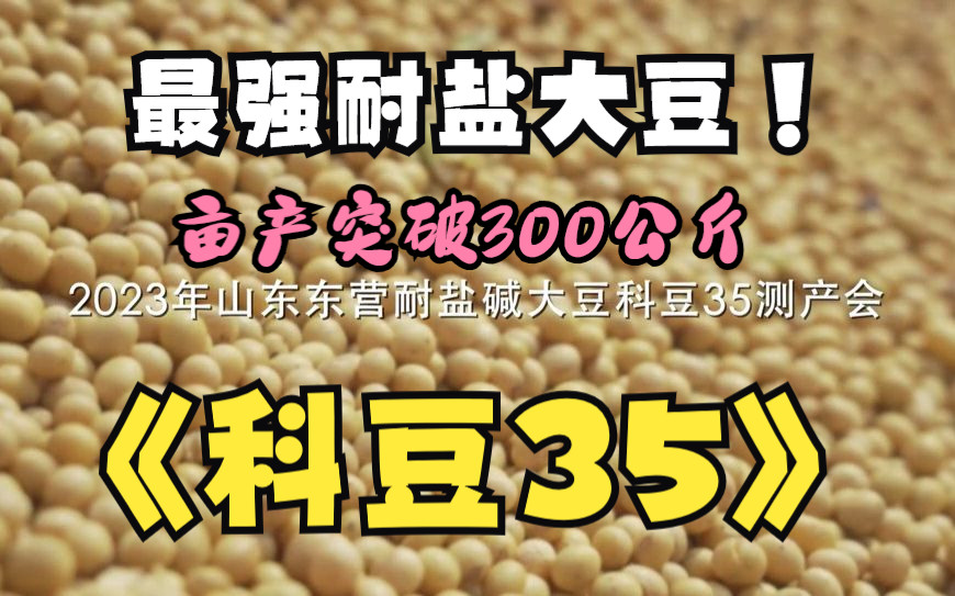 耐盐大豆品系“科豆35”亩产突破300公斤中国科学院遗传发育所田志喜团队哔哩哔哩bilibili