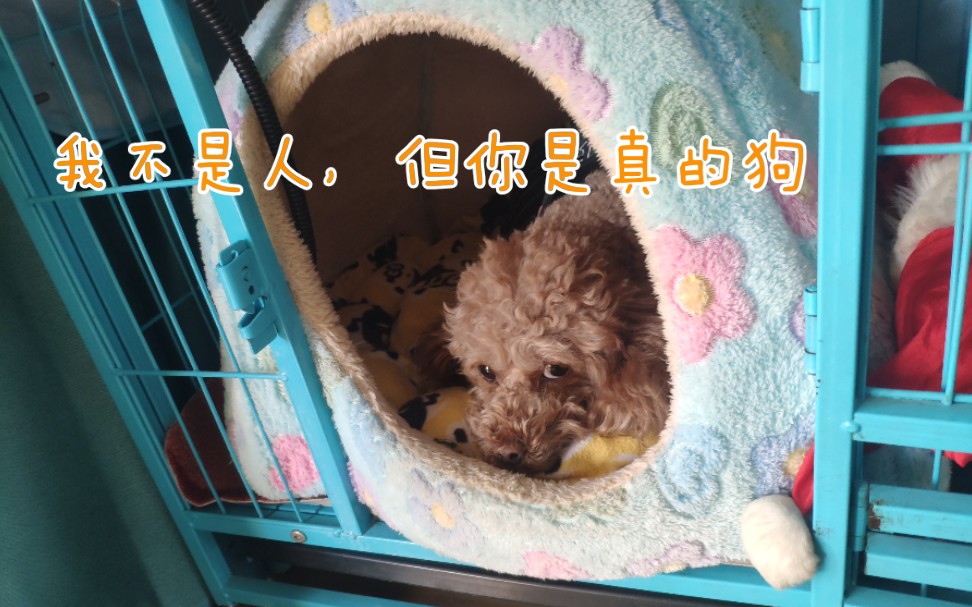 我不是人,但你是真的狗——如何"欺负"一只狗勾?