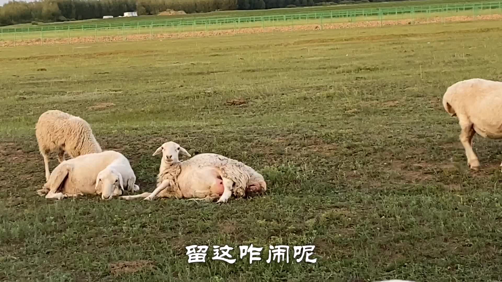 实拍大羊即将生产到小羊站起吃奶全过程,生命很可贵,母爱真伟大哔哩哔哩bilibili