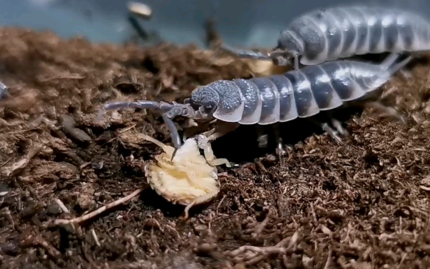 巨人鼠妇深夜干饭