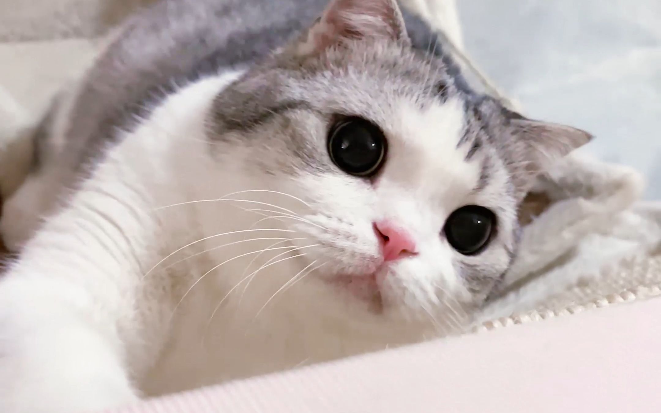 我小猫咪来这个家只办三件事:卖萌!卖萌!卖萌!