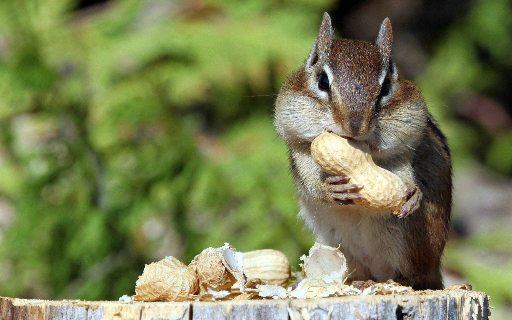 性感金花松鼠在线打碟,苏伟苏伟