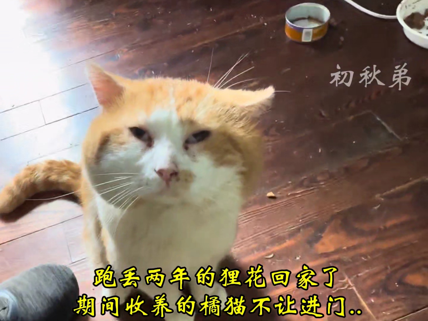 我和我的猫哔哩哔哩bilibili