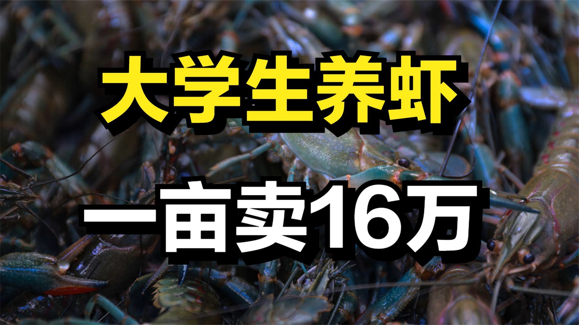 大学生返乡创业养殖澳洲淡水龙虾,一亩塘一年卖16万元!哔哩哔哩bilibili