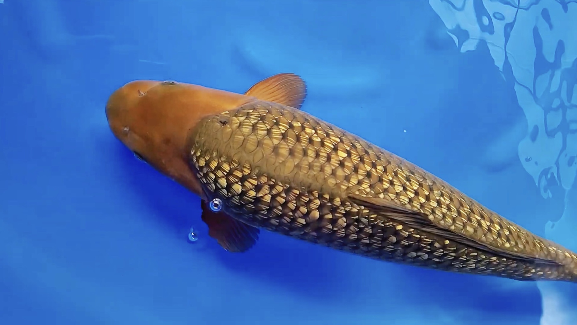 大日钻石银鳞茶鲤,雌两岁五十八公分观赏鱼.