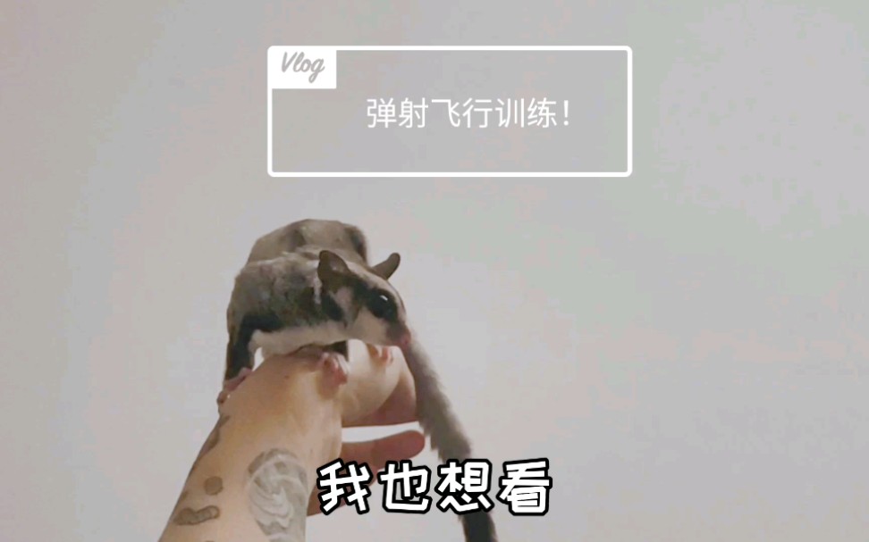 【蜜袋鼯】被迫飞的阿鲁高哔哩哔哩bilibili