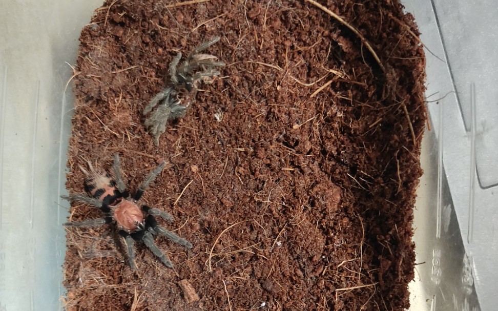 【哥虎】哥斯达黎加老虎尾喂食_哔哩哔哩_bilibili