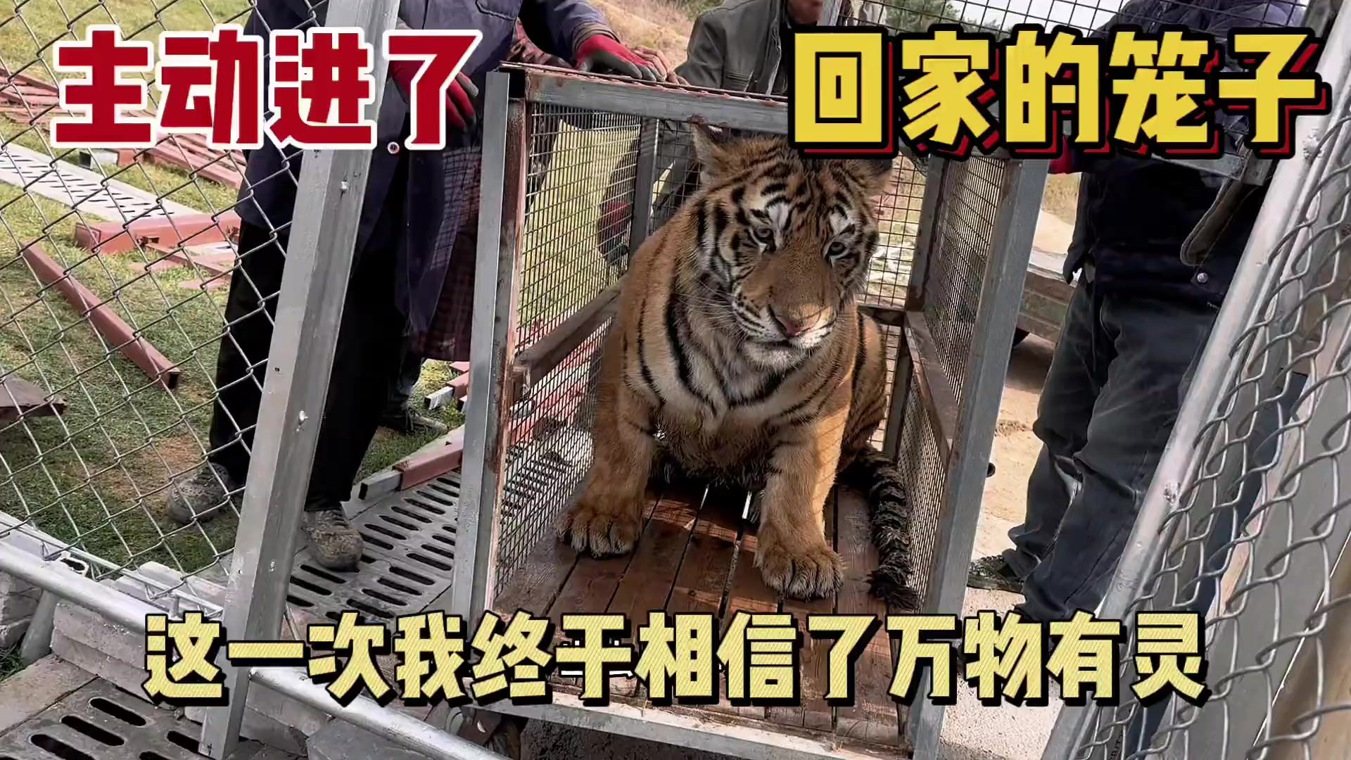 终于把小老虎彪哥彪二接回家了,猫科动物是最谨慎的,但是它们却愿意相信我们,主动进了陌生的笼子,这一次我真的相信了万物有灵,三兄弟也终于团聚了,原来失而复得才最珍
