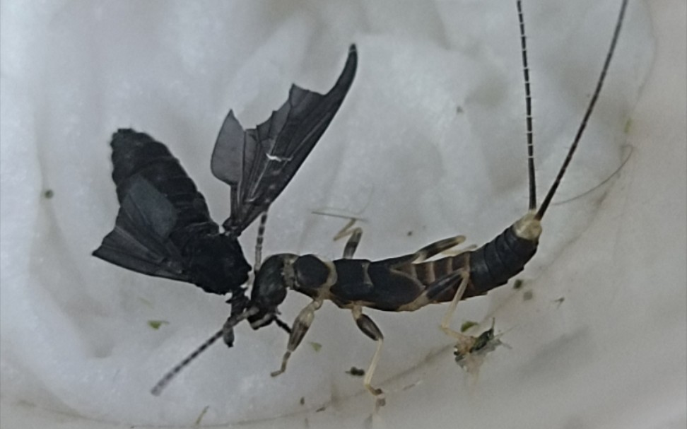 广东产丝尾螋吃毛蚊