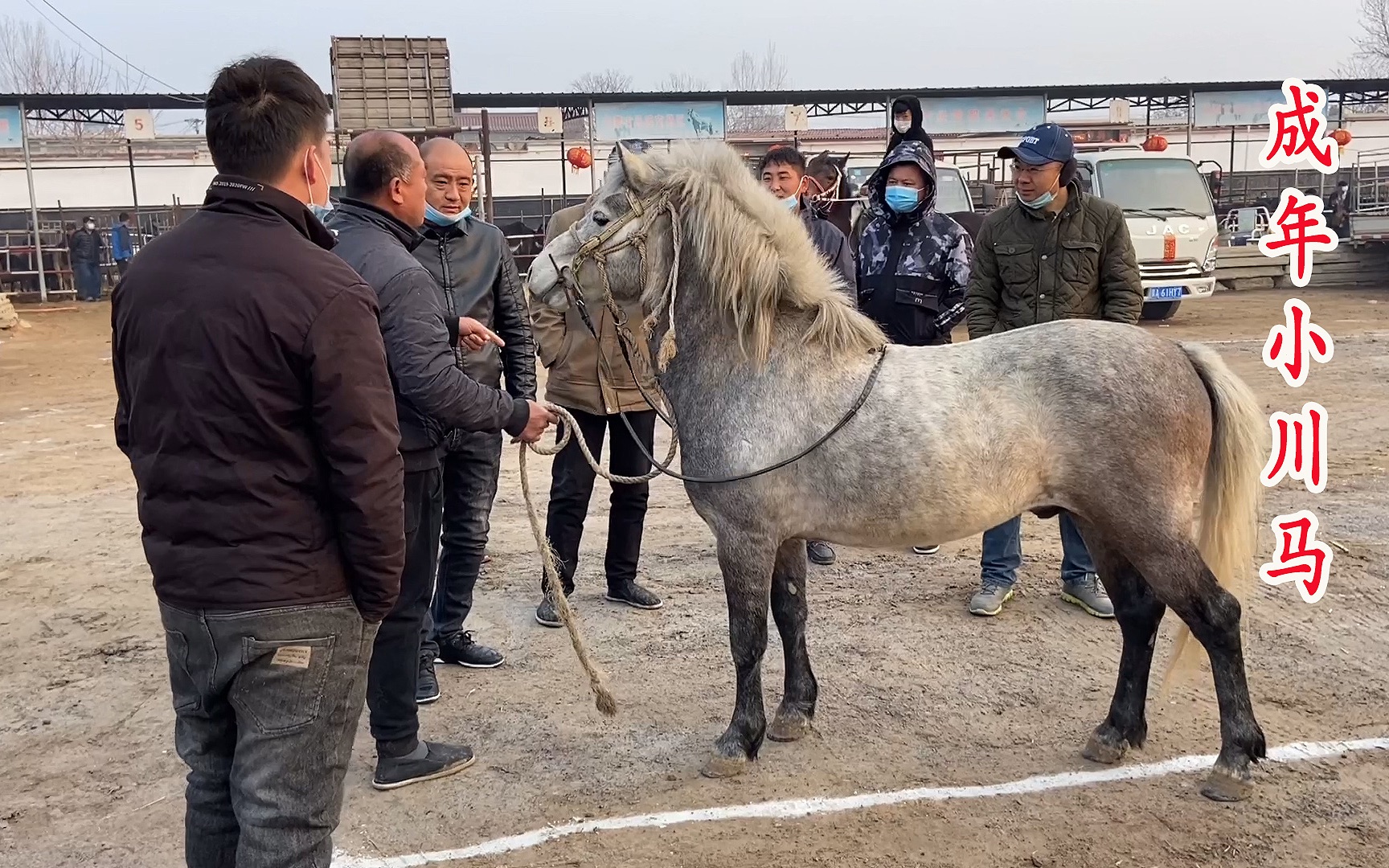 小川马养了俩月卖了8100赚了三百,喜欢马的人有机会就倒腾