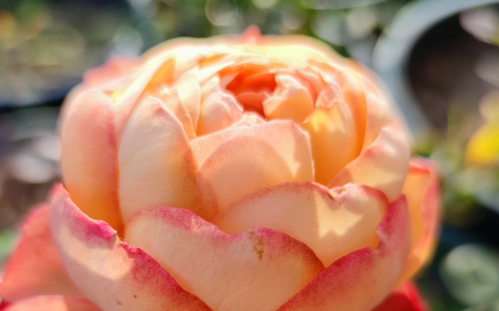 月季之伊芙古典香水