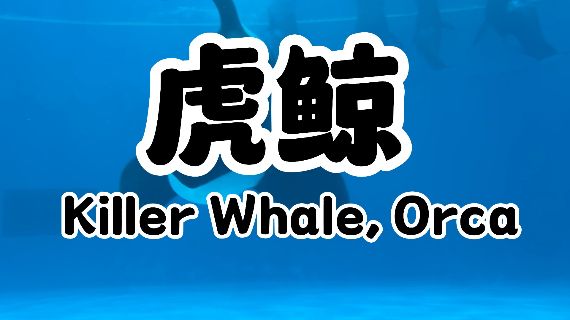 珠海长隆与虎鲸近距接触,可爱呆萌表情哔哩哔哩bilibili