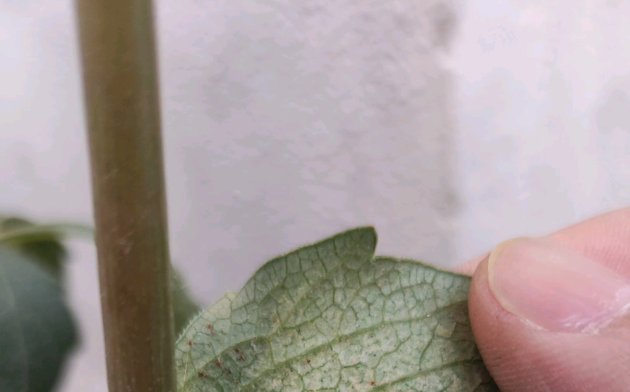 小丽花突然叶子蔫了多半是红蜘蛛作祟太恐怖了